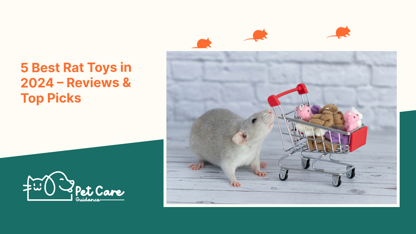 5 Best Rat Toys in 2024 – Reviews & Top Picks