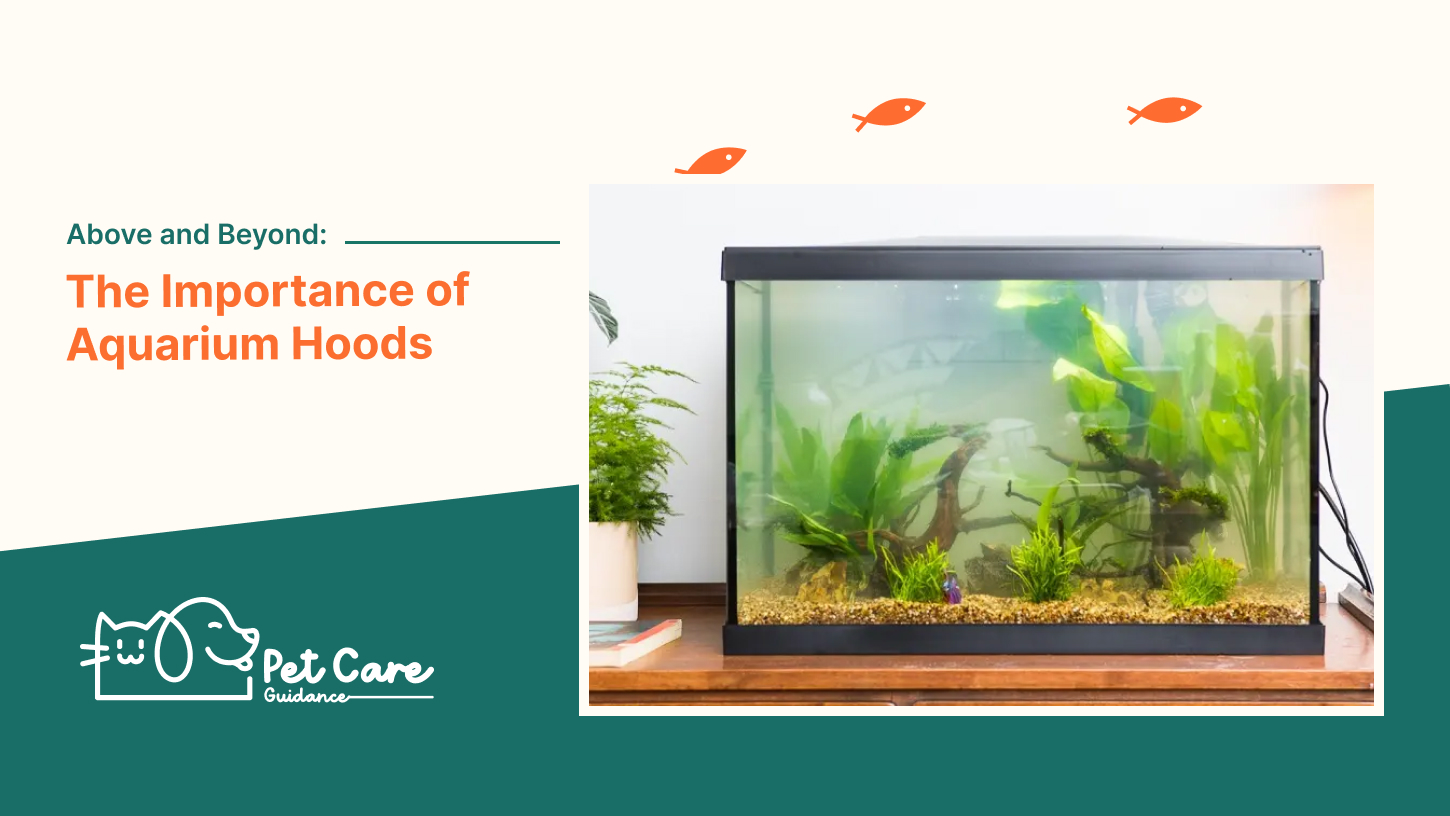 Above and Beyond The Importance of Aquarium Hoods