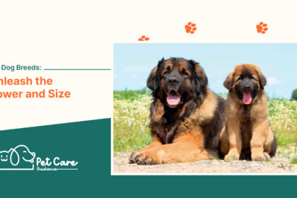 Big Dog Breeds Unleash the Power and Size