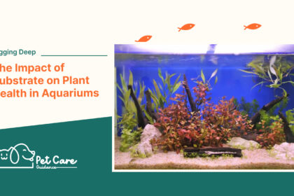Digging Deep the Impact of Substrate on Plant Health in Aquariums