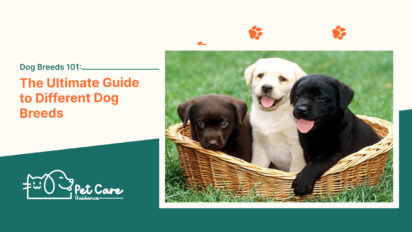 Dog Breeds 101 The Ultimate Guide to Different Dog Breeds