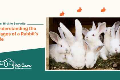 From Birth to Seniority: Understanding the Stages of a Rabbit’S Life