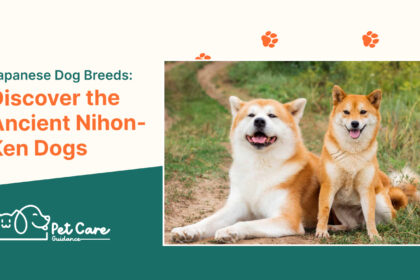 Japanese Dog Breeds Discover the Ancient Nihon Ken Dogs