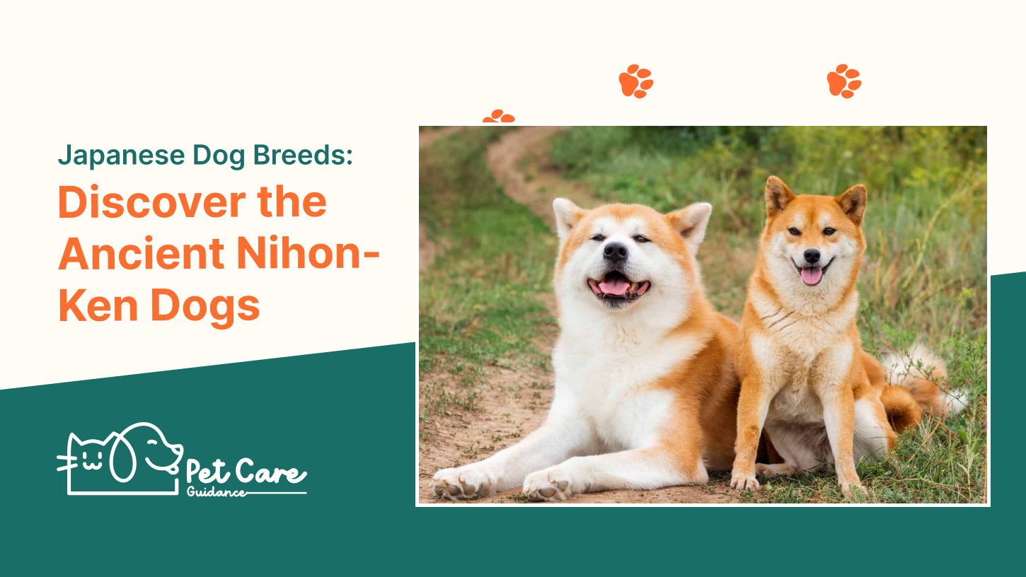Japanese Dog Breeds Discover the Ancient Nihon Ken Dogs