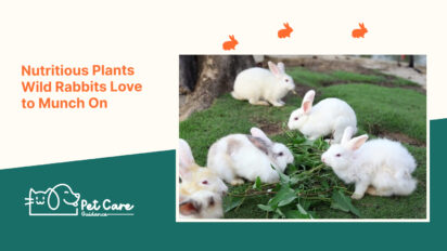 Nutritious Plants Wild Rabbits Love to Munch On