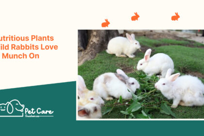 Nutritious Plants Wild Rabbits Love to Munch On
