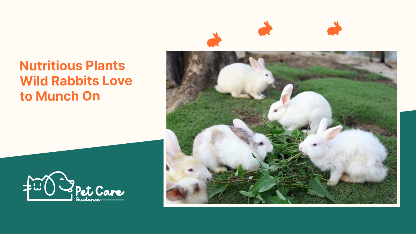 Nutritious Plants Wild Rabbits Love to Munch On