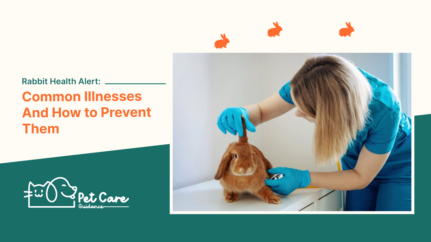 Rabbit Health Alert_ Common Illnesses And How to Prevent Them