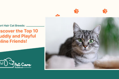 Short Hair Cat Breeds Discover the Top 10 Cuddly and Playful Feline Friends!
