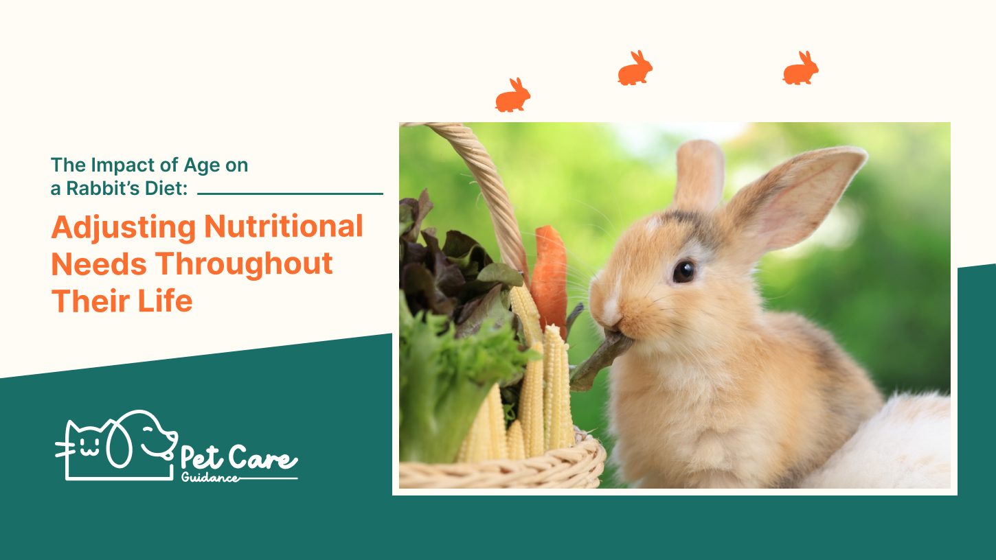 The Impact of Age on a Rabbit’s Diet: Adjusting Nutritional Needs Throughout Their Life