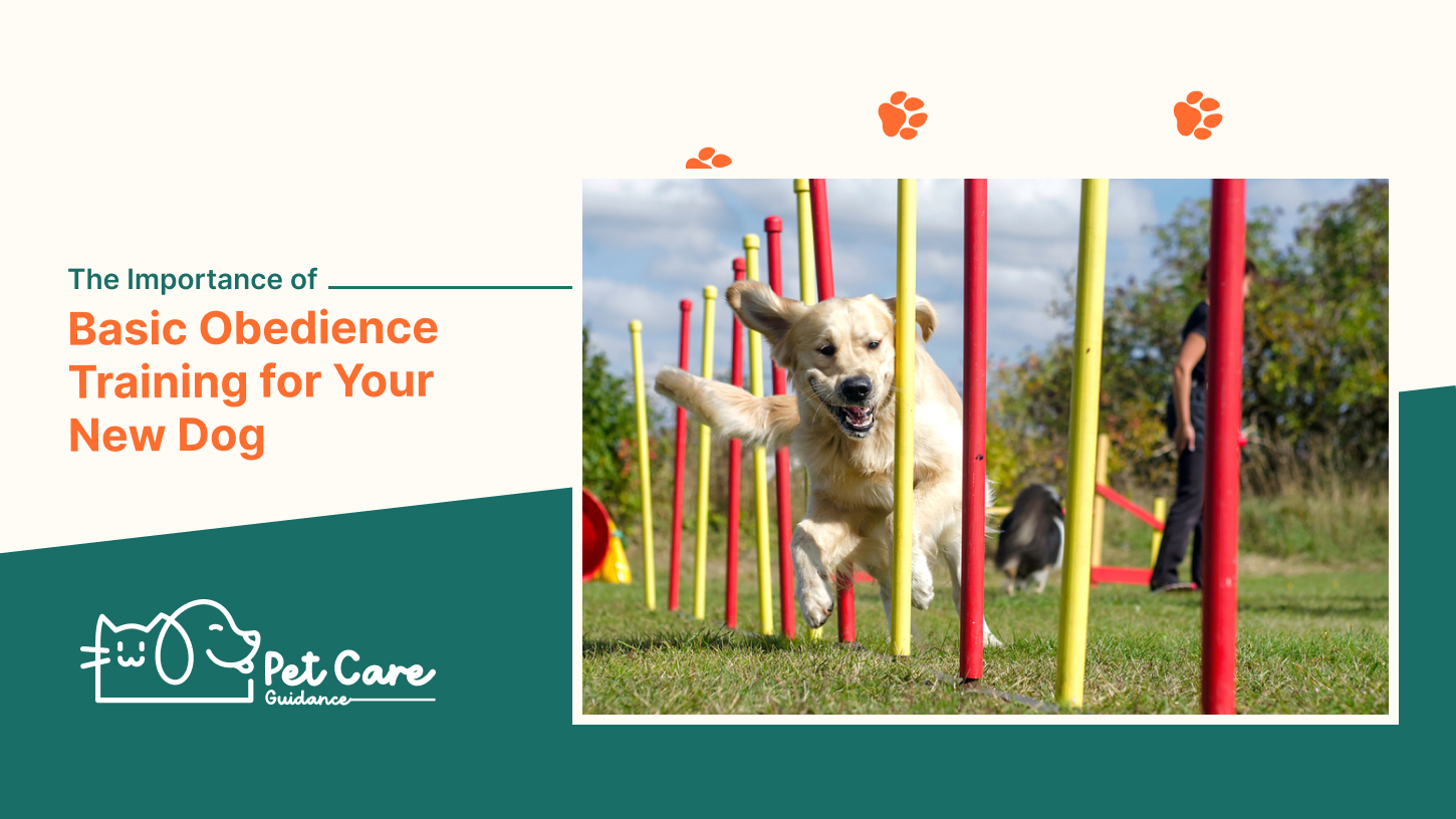 The Importance of Basic Obedience Training for Your New Dog