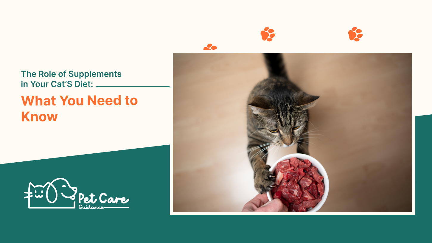 The Role of Supplements in Your Cat’s Diet What You Need to Know