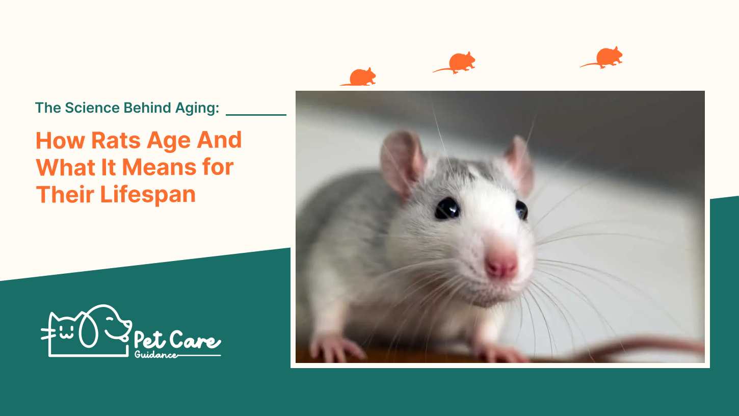 The Science Behind Aging How Rats Age And What It Means for Their Lifespan
