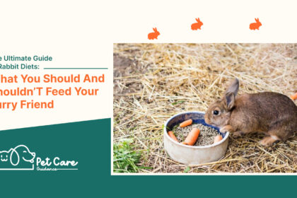 The Ultimate Guide to Rabbit Diets: What You Should And Shouldn’T Feed Your Furry Friend