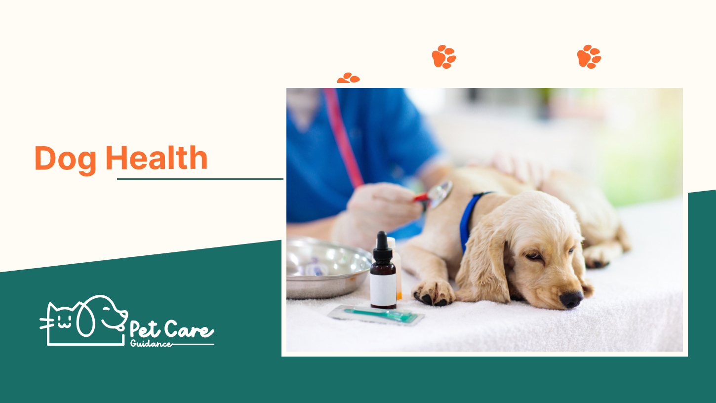 Top 6 Common Dog Health Tips