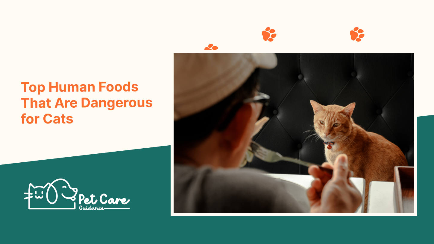 Top Human Foods That Are Dangerous for Cats