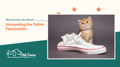 Why Do Cats Like Shoes Unraveling the Feline Fascination