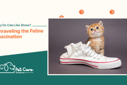 Why Do Cats Like Shoes Unraveling the Feline Fascination