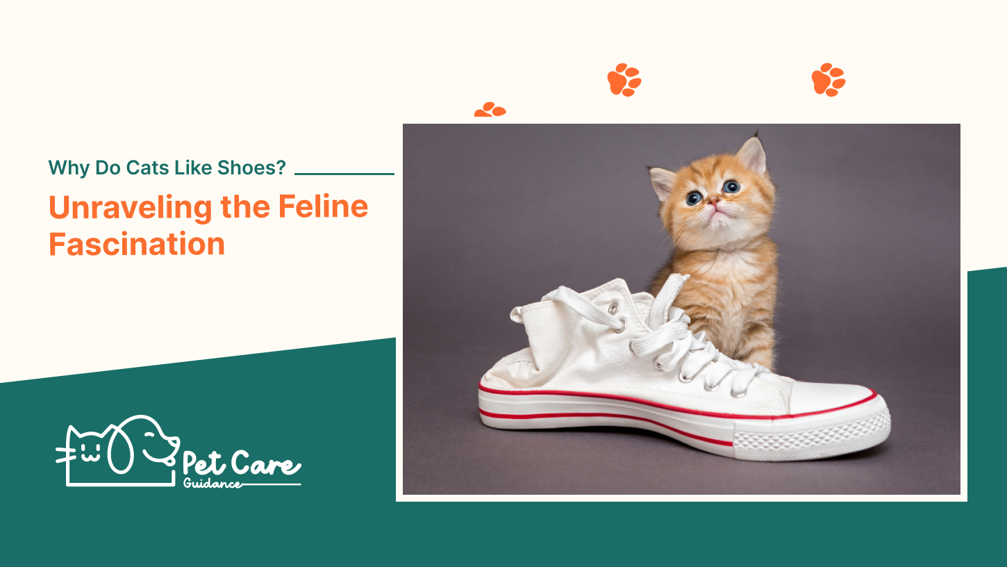 Why Do Cats Like Shoes Unraveling the Feline Fascination
