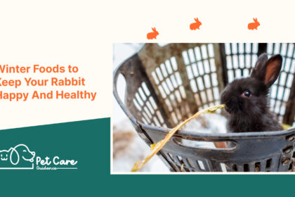 Winter Foods to Keep Your Rabbit Happy And Healthy