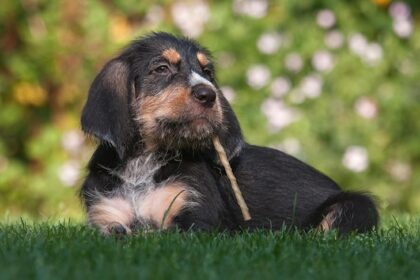 How to Establish a Routine for Your New Dog