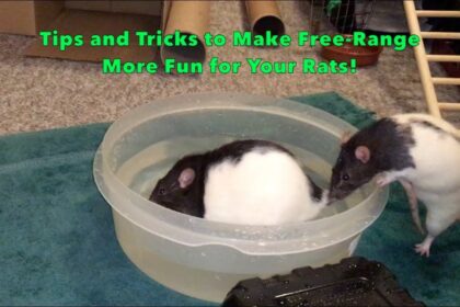 Rat Playtime: Fun And Engaging Activities to Keep Your Rat Entertained