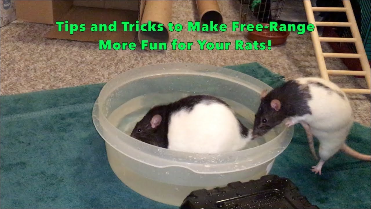 Rat Playtime: Fun And Engaging Activities to Keep Your Rat Entertained