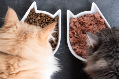 The Pros And Cons of Dry Vs. Wet Cat Food