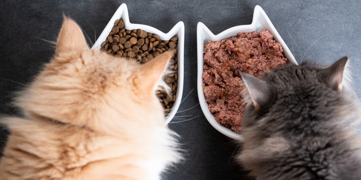 The Pros And Cons of Dry Vs. Wet Cat Food